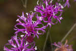 Tall ironweed